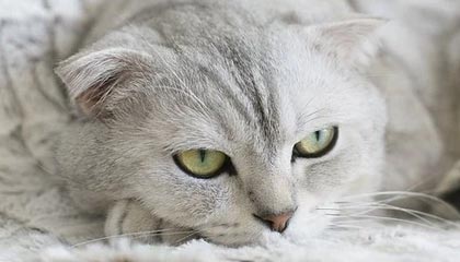 推特三步校正：先问结尾是不是强收，再把情绪词删掉再读（评论也能用）